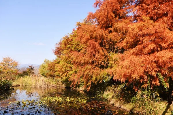 사이프 러스의 북아메리카 토착종인 낙엽성 침엽수이며 지역에서 자란다 — 스톡 사진