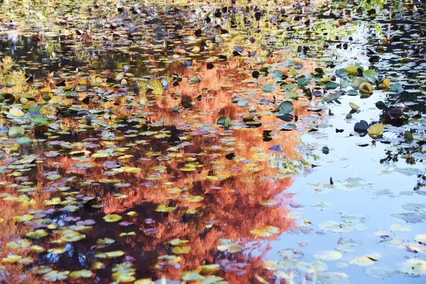Осенние Листья Лысого Кипариса Листопад Хвойных Купрессак Уроженец Северной Америки — стоковое фото