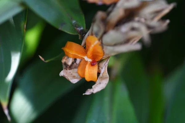 Белый Имбирь Лилии Фрукты Цветы Zingiberaceae Evergreen Perennial Plants Белые — стоковое фото