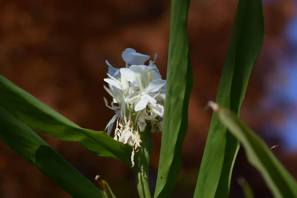 Fehér Vörös Liliom Gyümölcsök Virágok Zingiberaceae Örökzöld Évelő Növények Fehér — Stock Fotó