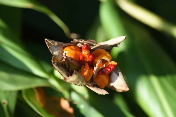 Zingiberaceae Evergreen Perennial Plants 여름부터 가을까지 향기를 풍기는 — 스톡 사진