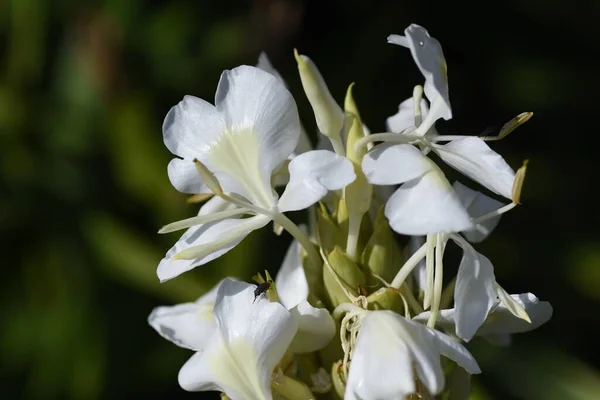 Weiße Ingwerlilie Früchte Und Blüten Zingiberaceae Immergrüne Mehrjährige Pflanzen Die — Stockfoto