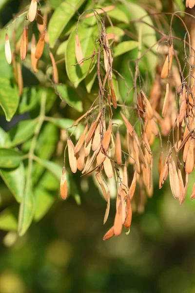 Fraxinus Griffithii Gyümölcs Oleaceae Félig Zöld Dioecious Virágzási Szezon Júniustól — Stock Fotó