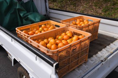 Güneşli bir sonbahar gününde tüm aileyle birlikte Mandarin portakalları hasat ediyoruz..