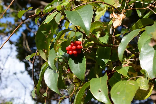 Bacche Kadsura Japonca Vitigno Sempreverde Schisandraceae Bacche Maturano Splendidamente Rosso — Foto Stock