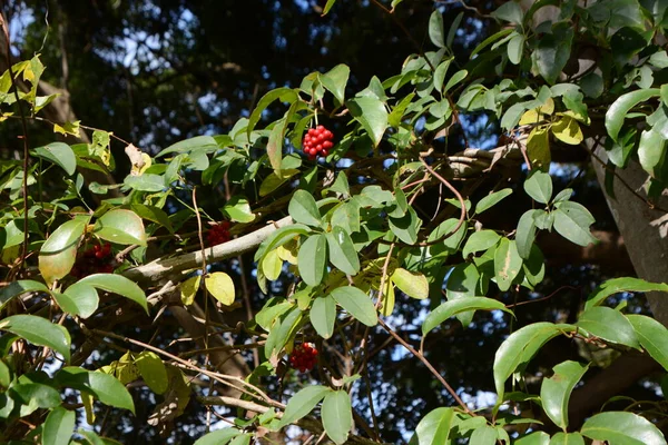 Kadsura Japonca Meyvesi Schisandraceae Her Zaman Yeşil Üzüm Böğürtlenler Sonbaharda — Stok fotoğraf