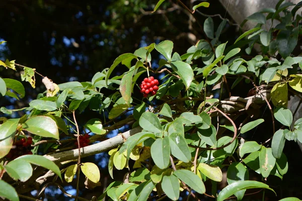 Ягоды Кадсура Японка Schisandraceae Evergreen Vine Ягоды Созревают Красиво Красный — стоковое фото