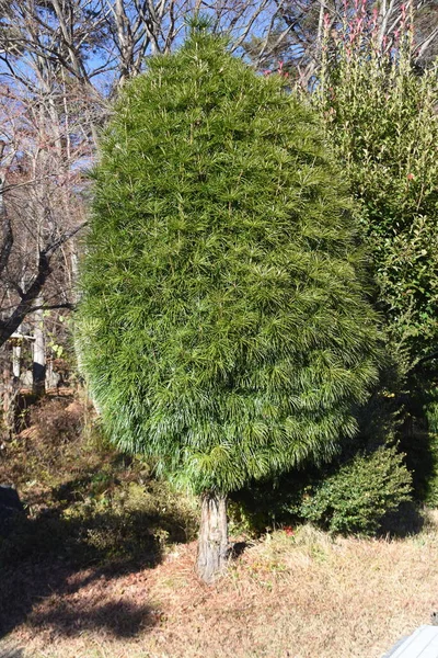 Japanse Paraplu Dennenboom Een Sciadopityaceae Groenblijvende Naaldboom Uniek Voor Japan — Stockfoto