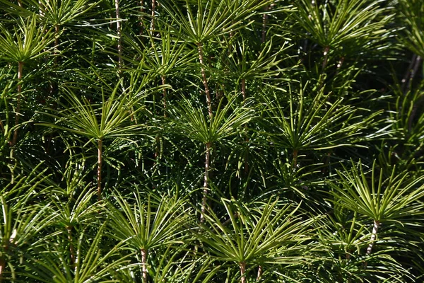 Japanilainen Sateenvarjo Mänty Sciadopityaceae Ikivihreä Havupuut Ainutlaatuinen Japanissa — kuvapankkivalokuva