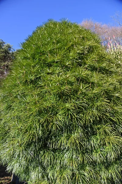 Pin Parasol Japonais Conifère Feuilles Persistantes Sciadopityaceae Unique Japon — Photo