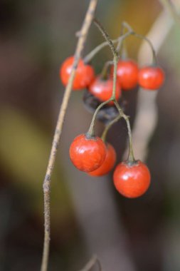 Solanum lyratum meyveleri. Solanaceae daimi sarmaşığı. Çiçek açma mevsimi Ağustos 'tan Eylül' e kadar ve meyveler sonbaharda kırmızıya döner..