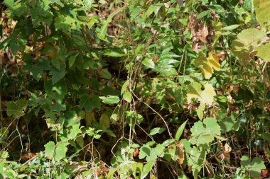Solanum lyratum meyveleri. Solanaceae daimi sarmaşığı. Çiçek açma mevsimi Ağustos 'tan Eylül' e kadar ve meyveler sonbaharda kırmızıya döner..