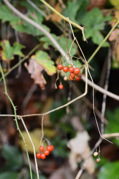 Jagody Solanum Liratum Wieloletnia Winorośl Solanaceae Sezon Kwitnienia Trwa Sierpnia — Zdjęcie stockowe