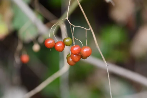 Ягоды Solanum Lyratum Солановые Многолетние Виноградные Лозы Сезон Цветения Длится — стоковое фото