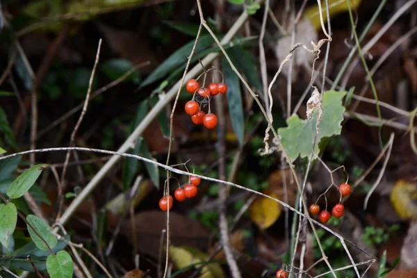 Jagody Solanum Liratum Wieloletnia Winorośl Solanaceae Sezon Kwitnienia Trwa Sierpnia — Zdjęcie stockowe