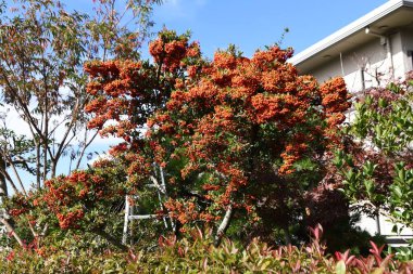 Firethorn çilekleri. Mayıs 'tan Haziran' a kadar beyaz çiçekler açar ve Kasım ayı civarında birçok güzel böğürtlen ekilir ve saksı bitkileri ve çalılar için kullanılır. Rosaceae her zaman yeşil çalı.