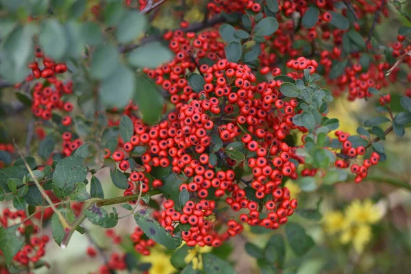 Firethorn Berries White Flowers Bloom May June Many Beautiful Berries — Stock Photo, Image