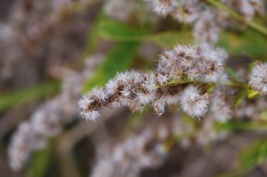 Çiçek açtıktan sonra altın çubuklu Pappus. Asteraceae daimi bitkileri.