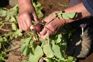 Turp hasat işi. Turp, sebze bahçesindeki acemilerin bile kolayca yetiştirdiği bir sebzedir. Çünkü tohum ektikten yaklaşık bir ay sonra hasat edilebilir..