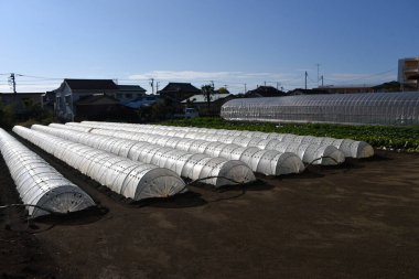 Sebze tarlası manzarası. Sebze ekimi için tünel ekimi