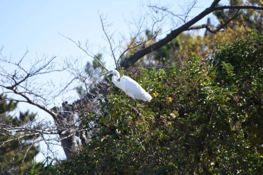 Akbalıkçıllar küçük balıkları, amfibileri ve sürüngenleri uzun gagalarıyla akarsu ve bataklıklarda avlar..