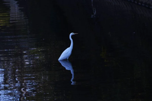 Reiher Erbeuten Kleine Fische Amphibien Und Reptilien Mit Seinem Langen — Stockfoto