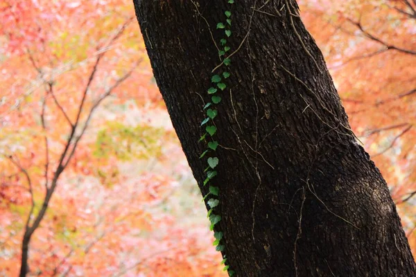Ein Schöner Blick Auf Den Herbst Japan Herbstblätter Des Ahorns — Stockfoto