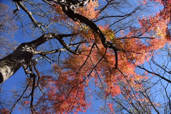 Gyönyörű Kilátás Nyílik Őszre Japánban Őszi Juharfalevél — Stock Fotó
