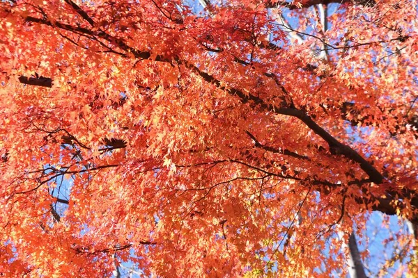 Ein Schöner Blick Auf Den Herbst Japan Herbstblätter Des Ahorns — Stockfoto