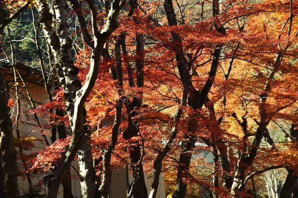 Uma Bela Vista Outono Japão Folhas Outono Bordo — Fotografia de Stock