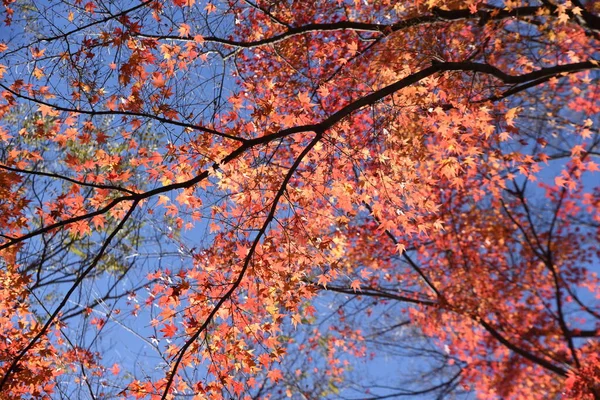 日本の秋の美しい景色 もみじの紅葉 — ストック写真