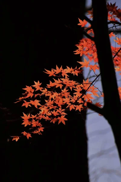 Прекрасный Вид Осень Японии Осенние Листья Клена — стоковое фото