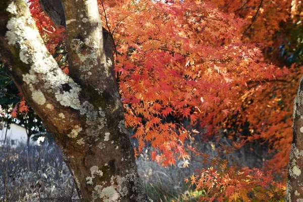 日本の秋の美しい景色 もみじの紅葉 — ストック写真