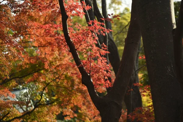 日本の秋の美しい景色 もみじの紅葉 — ストック写真