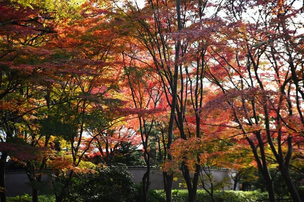 일본의 아름답다 단풍나무의 — 스톡 사진
