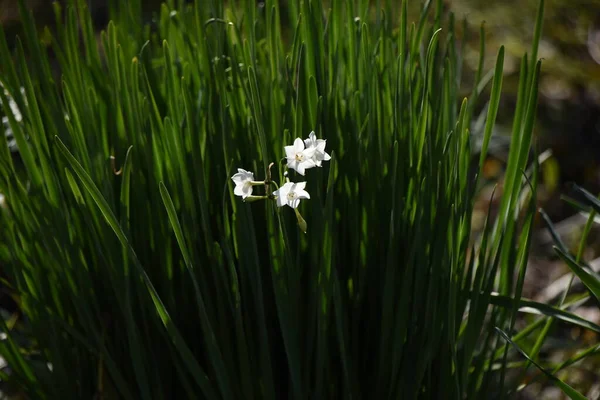 Flores Narciso Amaryllidaceae Plantas Tóxicas Perennes Período Floración Diciembre Mayo —  Fotos de Stock