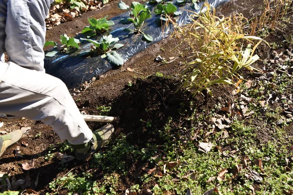 Ginger Memanen Adegan Kerja Kebun Sayuran — Stok Foto