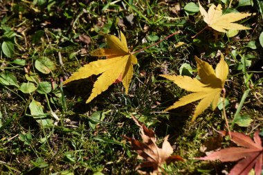 Sonbahar mevsimlik arka plan malzemesi. Sonbahar yaprakları ve düşmüş akçaağaç yaprakları.