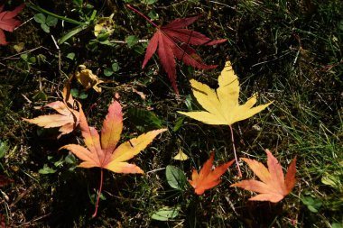 Sonbahar mevsimlik arka plan malzemesi. Sonbahar yaprakları ve düşmüş akçaağaç yaprakları.