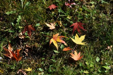 Sonbahar mevsimlik arka plan malzemesi. Sonbahar yaprakları ve düşmüş akçaağaç yaprakları.