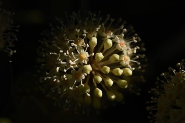 Japon aralia çiçekleri. Araliaceae her zaman yeşil çalı. Çiçek mevsimi sonbaharın sonundadır ve meyveler Nisan 'dan Mayıs' a kadar olgunlaşır..