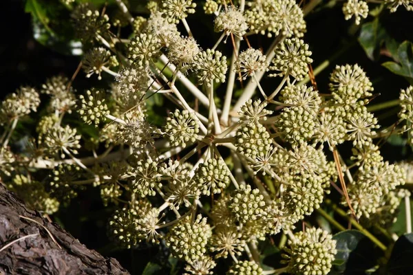 日本のアラリアの花 アライ科常緑低木 開花期は晩秋で 果実は翌年4月5月に熟します — ストック写真