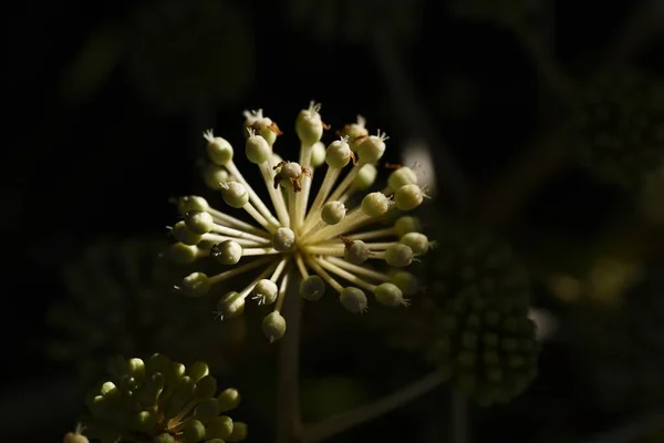 Flores Aralia Japonesas Araliaceae Arbusto Sempre Verde Estação Floração Final — Fotografia de Stock