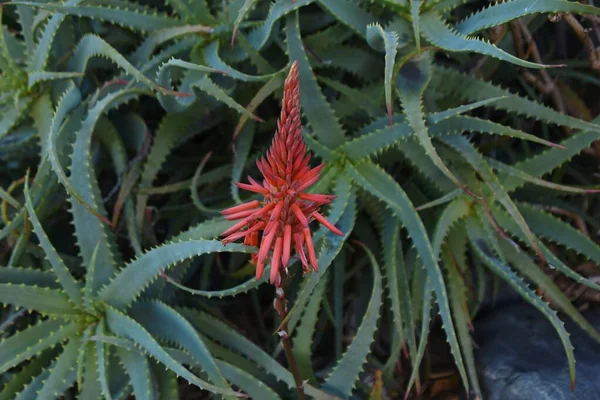 Aloe Blüten Xanthorrhoeaceae Mehrjährige Sukkulenten Die Blütezeit Ist Von Dezember — Stockfoto
