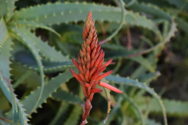 Aloe Blüten Xanthorrhoeaceae Mehrjährige Sukkulenten Die Blütezeit Ist Von Dezember — Stockfoto
