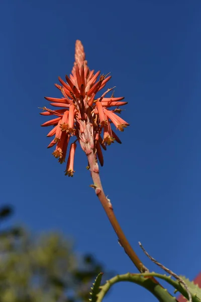 Aloe Kwiaty Xanthorrhoeaceae Wieloletnie Soczyste Rośliny Sezon Kwitnienia Trwa Grudnia — Zdjęcie stockowe