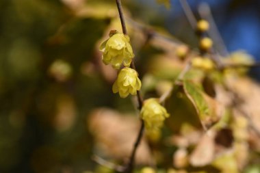 Kış çiçekleri. Calycanthaceae yaprak döken çalı. Çiçek açma mevsimi Aralık 'tan Şubat' a kadardır..
