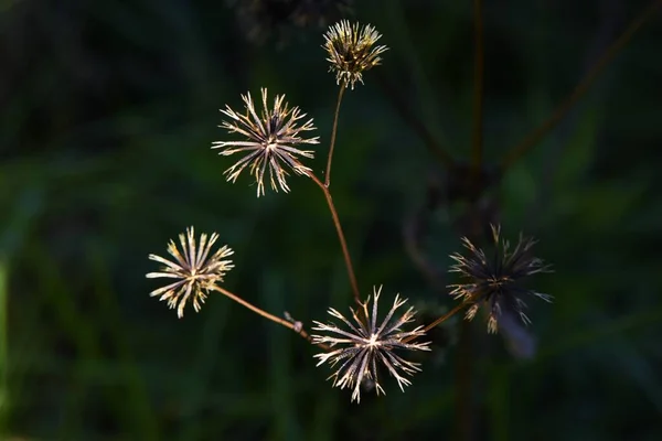 Hairy Koldus Kullancsok Achene Asteraceae Éves — Stock Fotó