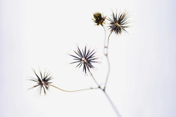 Haarige Bettler Ticken Achene Einjährige Asteraceae — Stockfoto