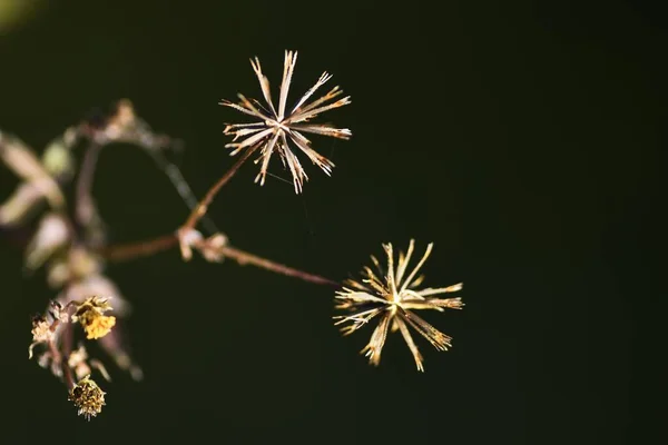 Hairy Koldus Kullancsok Achene Asteraceae Éves — Stock Fotó